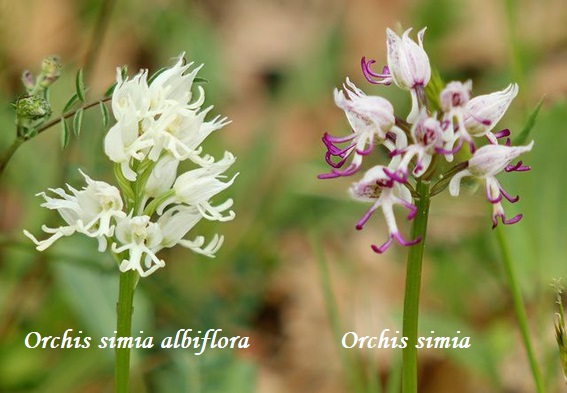 Orchidee dell''Epiro e del Peloponneso